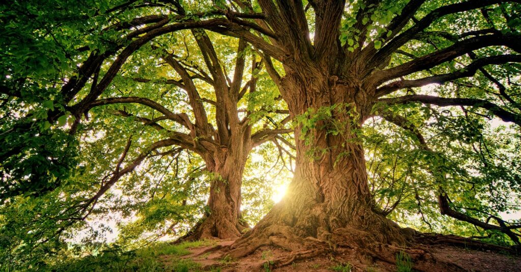 Alberi contatti Gaetano Vilnò